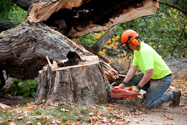 Best Tree Maintenance Programs  in Cohoe, AK